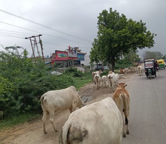 गौशालाओं की हकीकत: आदेशों की उड़ रहीं धज्जियाँ, जनता अब भी परेशान