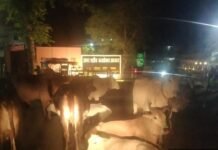 उन्नाव की सड़कों पर भटकते गौवंश बने प्रशासनिक नाकामी का प्रतीक, नगर पालिका असमर्थ, प्रशासन मौन और गौशालाओं के केयरटेकर भी गैरजिम्मेदार, योगी सरकार के आदेशों की उड़ रही धज्जियां