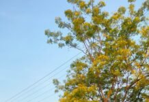 आज दिनांक 09.09.2025 को अपर पुलिस अधीक्षक कौशाम्बी श्री राजेश कुमार सिंह द्वारा पुलिस लाइन कौशाम्बी में मंगलवार की परेड की सलामी ली गयी तथा परेड का टोली बार निरीक्षण किया गया,